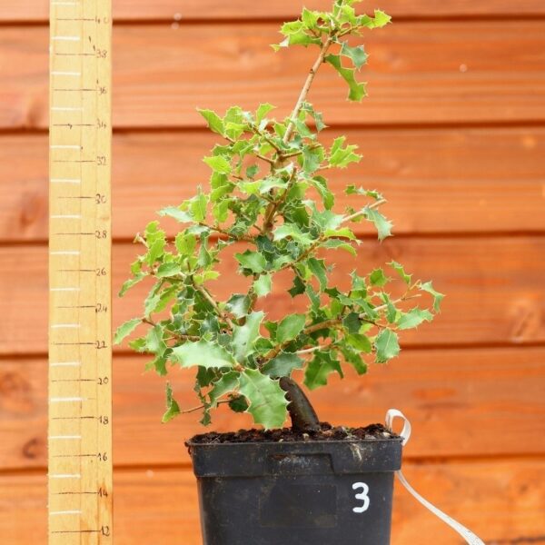 Quercus coccifera - Chêne kermes n°03