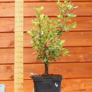 Quercus coccifera - Chêne kermes n°04