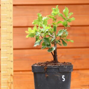 Quercus coccifera - Chêne kermes n°05