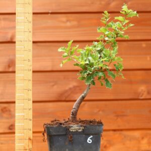 Quercus coccifera - Chêne kermes n°06