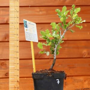 Quercus coccifera - Chêne kermes n°07