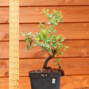 Quercus coccifera - Chêne kermes n°08