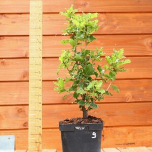 Quercus coccifera - Chêne kermes n°09