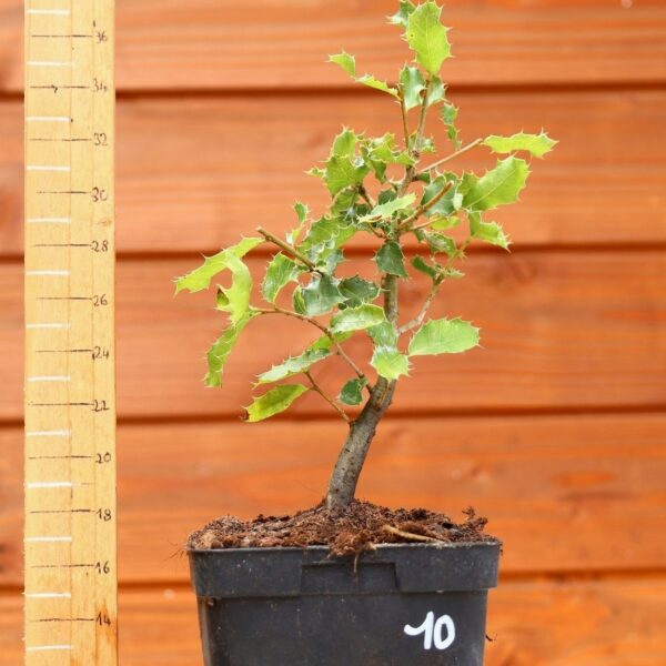 Quercus coccifera - Chêne kermes n°10