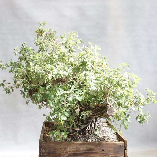 Quercus coccifera - Chêne kermes n°02 – Image 3