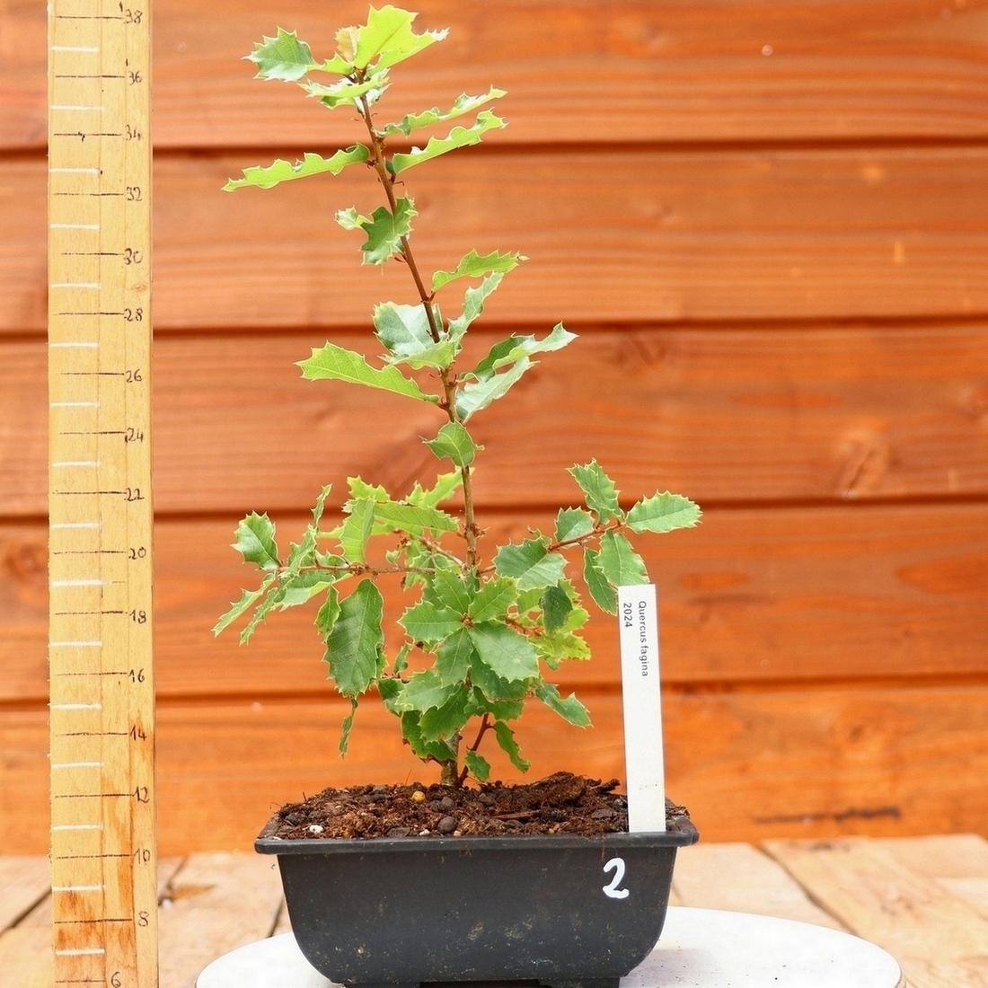Quercus faginea - Chne du Portugal n02 - Arboreus