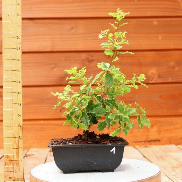 Quercus faginea - Chêne du Portugal n°01