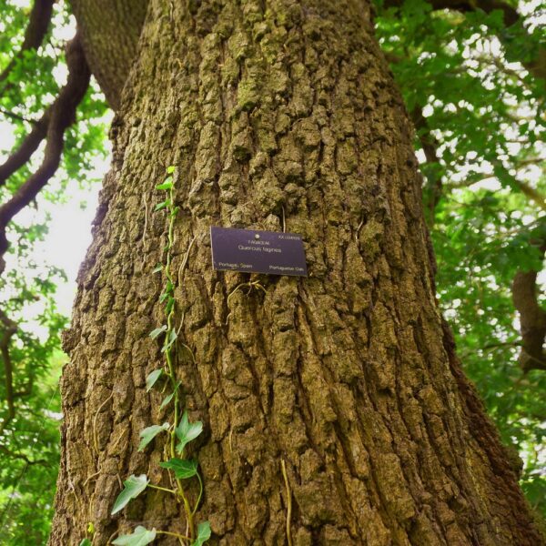Quercus faginea - Chêne du Portugal n°02 – Image 3