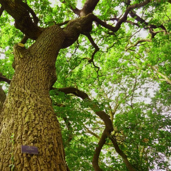 Quercus faginea - Chêne du Portugal n°02 – Image 4