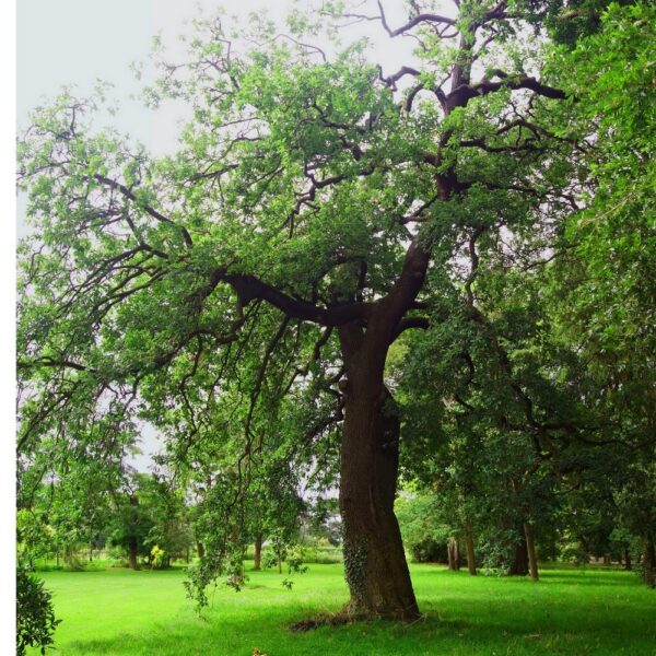 Quercus faginea - Chêne du Portugal n°02 – Image 5