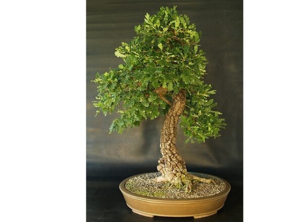 Quercus pedonculata - Chêne pédonculé n°75 – Image 3