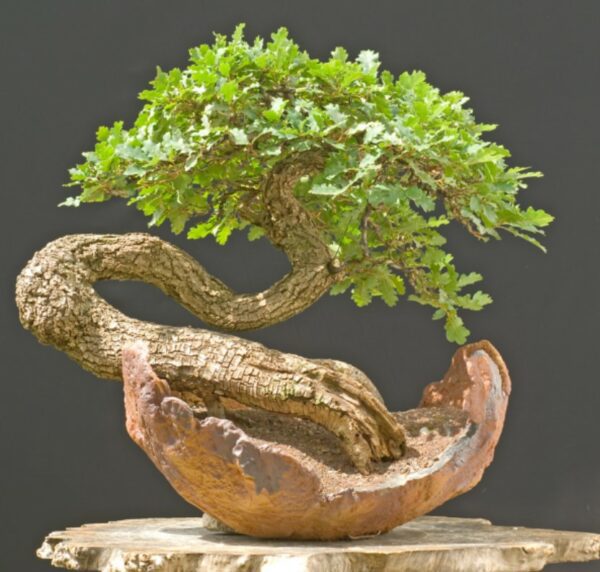 Quercus pedonculata - Chêne pédonculé n°75 – Image 4