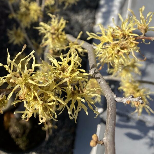 Hamamelis virginiana - Noisetier de sorcière n°1 – Image 6