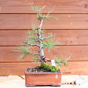 Pinus nigra ssp. Nigra - Pin noir n°5