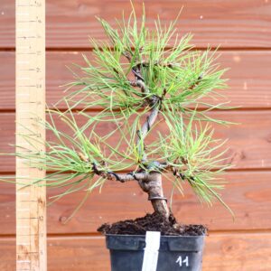 Pinus nigra ssp. Nigra - Pin noir n°11