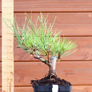 Pinus nigra ssp. Nigra - Pin noir n°15
