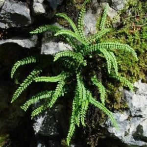 Asplenium trichomanes