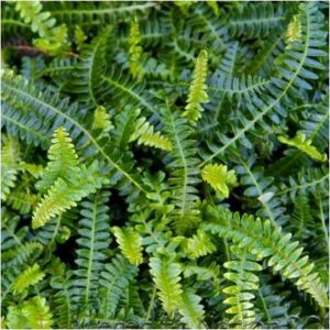 Blechnum penna-marina