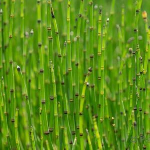 Equisetum scirpoïdes