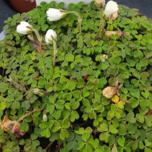 Oxalis magellanica 'Flore pleno'