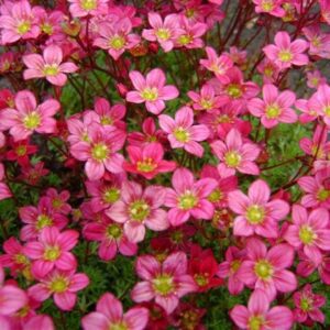 Saxifragaa arendsii 'Rubra' - Saxifrage