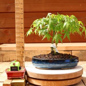 Acer palmatum- Erable du Japon n°003
