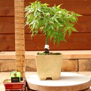 Acer palmatum- Erable du Japon n°022