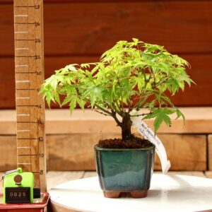 Acer palmatum- Erable du Japon n°025