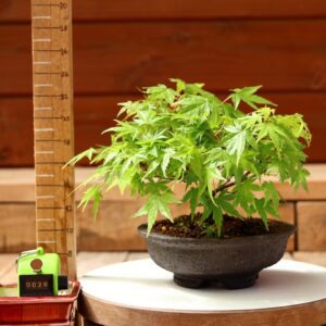 Acer palmatum- Erable du Japon n°028
