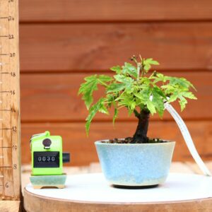 Acer palmatum- Erable du Japon n°030