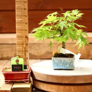 Acer palmatum- Erable du Japon n°040