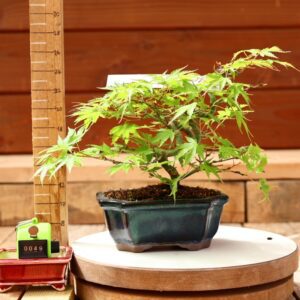 Acer palmatum- Erable du Japon n°049