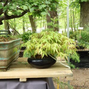 Acer palmatum- Erable du Japon n°060