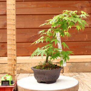 Acer palmatum- Erable du Japon n°100