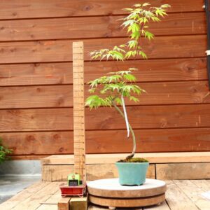 Acer palmatum- Erable du Japon n°103