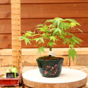 Acer palmatum- Erable du Japon n°105