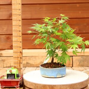 Acer palmatum- Erable du Japon n°108