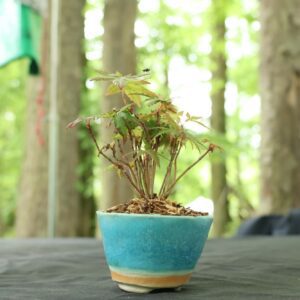 Acer palmatum- Erables du Japon n°109 - mini forêt 27 abres