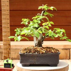 Carpinus betulus - Charme n°05