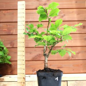 Fagus sylvatica n°01 - Hêtre