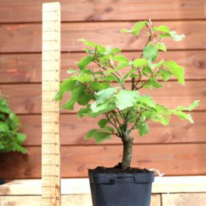 Fagus sylvatica n°02 - Hêtre
