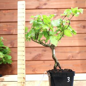 Fagus sylvatica n°03 - Hêtre