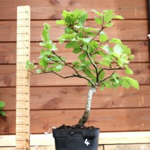 Fagus sylvatica n°04 - Hêtre