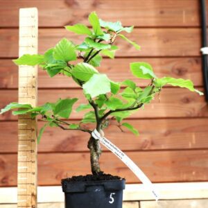 Fagus sylvatica n°05 - Hêtre