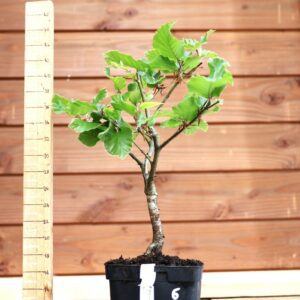 Fagus sylvatica n°06 - Hêtre