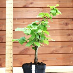 Fagus sylvatica n°07 - Hêtre