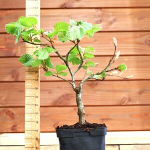 Fagus sylvatica n°10 - Hêtre