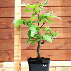 Fagus sylvatica n°11 - Hêtre