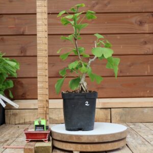 Ginkgo biloba - Arbre au 40 écus n°02