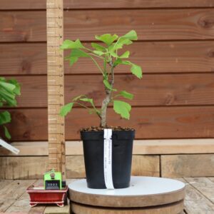 Ginkgo biloba - Arbre au 40 écus n°03